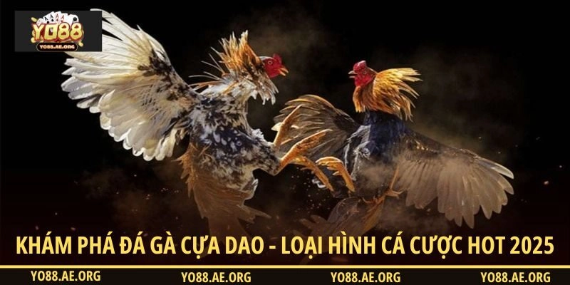 Đá gà cựa dao - Loại hình đấu kê siêu hot 2025